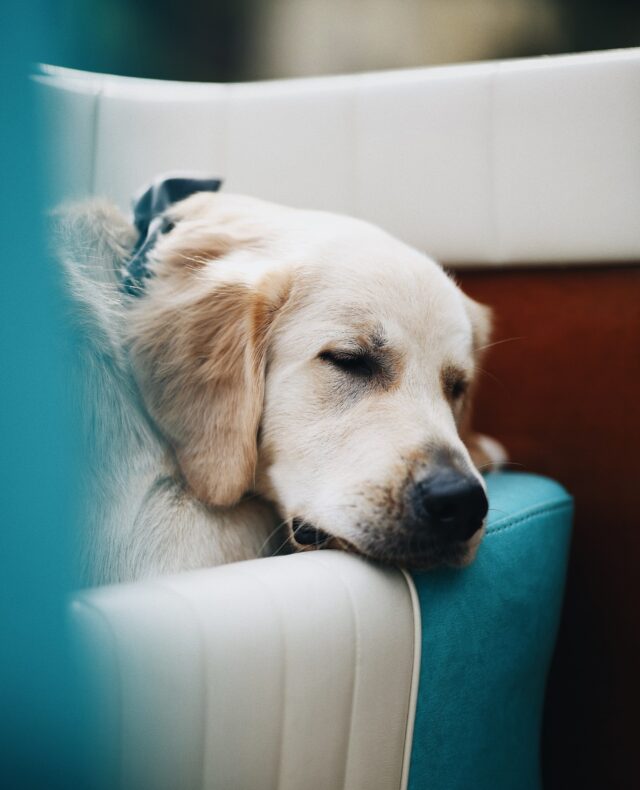 Katie & Cooper take to the lake with Oliver, their gorgeous Golden Retriever for a pre-wedding boat tour. Our first event of the year! 🤍⁠
⁠
Photography: @the__finch 
Riva: @comoclassicboats⁠
⁠
#TheLakeComoWeddingPlanner #LakeComo #LagodiComo #Wedding #DestinationWedding #Riva #GoldenRetriever